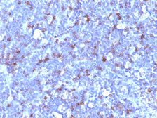 Anti-CD43 antibody [SPN/1094] used in IHC (Paraffin sections) (IHC-P). GTX34511