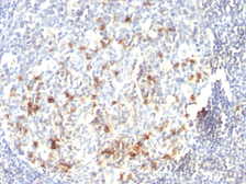 Anti-CD57 antibody [HNK-1 or Leu-7] used in IHC (Paraffin sections) (IHC-P). GTX34527