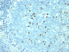 Anti-CD57 antibody [SPM527] used in IHC (Paraffin sections) (IHC-P). GTX34528