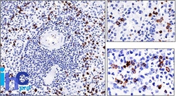 Anti-CD57 antibody [NK-1] used in IHC (Paraffin sections) (IHC-P). GTX34529
