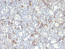 Anti-CD57 antibody [SPM129] used in IHC (Paraffin sections) (IHC-P). GTX34530