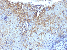 Anti-CD59 antibody [SPM616] used in IHC (Paraffin sections) (IHC-P). GTX34533