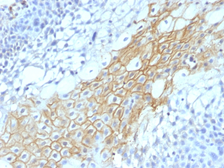 Anti-CD59 antibody [MACIF/1193] used in IHC (Paraffin sections) (IHC-P). GTX34534