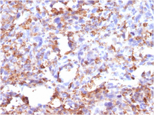 Anti-CD68 antibody [CD68/G2] used in IHC (Paraffin sections) (IHC-P). GTX34546