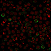 Anti-CD86 antibody [C86/1146] used in Immunocytochemistry/ Immunofluorescence (ICC/IF). GTX34569