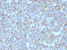 Anti-CD99 antibody [SPM596] used in IHC (Paraffin sections) (IHC-P). GTX34574