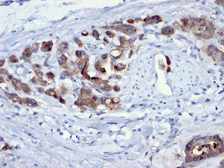 Anti-CDC20 antibody [AR12] used in IHC (Paraffin sections) (IHC-P). GTX34578