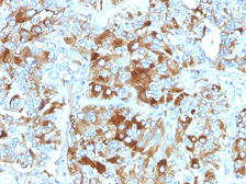 Anti-Chromogranin A antibody [CHGA/765] used in IHC (Paraffin sections) (IHC-P). GTX34597