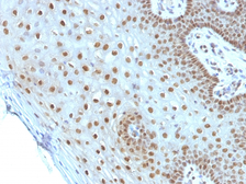 Anti-c-Myc antibody [MYC275] used in IHC (Paraffin sections) (IHC-P). GTX34609