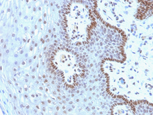 Anti-c-Myc antibody [9E10.3] used in IHC (Paraffin sections) (IHC-P). GTX34610