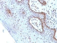 Anti-c-Myc antibody [SPM237] used in IHC (Paraffin sections) (IHC-P). GTX34611