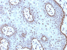 Anti-c-Myc antibody [MYC909] used in IHC (Paraffin sections) (IHC-P). GTX34612