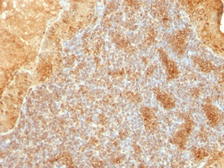 Anti-Cytochrome C antibody [SPM389] used in IHC (Paraffin sections) (IHC-P). GTX34619