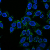 Anti-Cytochrome C antibody [CTC05] used in Immunocytochemistry/ Immunofluorescence (ICC/IF). GTX34620