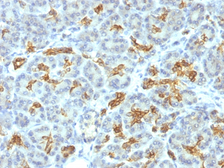 Anti-Cytokeratin 19 antibody [KRT19/799] used in IHC (Paraffin sections) (IHC-P). GTX34650