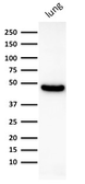 Anti-Cytokeratin 19 antibody [KRT19/800] used in Western Blot (WB). GTX34651