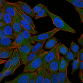 Anti-Fascin 1 antibody [FSCN1/418] used in Immunocytochemistry/ Immunofluorescence (ICC/IF). GTX34720