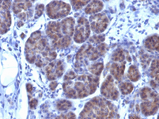 Anti-GLG1 antibody [GLG1/970] used in IHC (Paraffin sections) (IHC-P). GTX34761