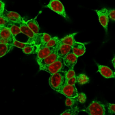 Anti-Glypican-3 antibody [SPM595] used in Immunocytochemistry/ Immunofluorescence (ICC/IF). GTX34762