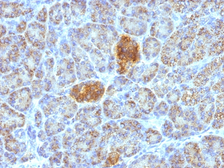 Anti-HSP60 antibody [HSPD1/780] used in IHC (Paraffin sections) (IHC-P). GTX34788