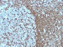 Anti-ICAM3 antibody [SPM505] used in IHC (Paraffin sections) (IHC-P). GTX34790