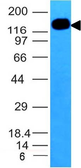 Anti-ICAM3 antibody [ICAM3/1019] used in Western Blot (WB). GTX34791