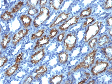 Anti-Interferon gamma antibody [IFNG/466] used in IHC (Paraffin sections) (IHC-P). GTX34794