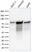 Anti-MCM7 antibody [MCM7/1466] used in Western Blot (WB). GTX34817