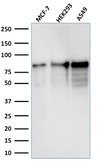 Anti-MCM7 antibody [MCM7/1467] used in Western Blot (WB). GTX34818
