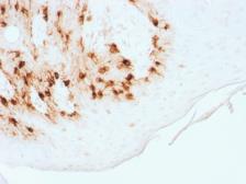 Anti-Melan A antibody [MLANA/1761R] used in IHC (Paraffin sections) (IHC-P). GTX34830