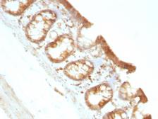 Anti-Moesin antibody [MSN/491] used in IHC (Paraffin sections) (IHC-P). GTX34846