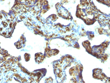 Anti-Moesin antibody [MSN/493] used in IHC (Paraffin sections) (IHC-P). GTX34849