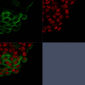 Anti-MUC1 antibody [HMPV] used in Immunocytochemistry/ Immunofluorescence (ICC/IF). GTX34851