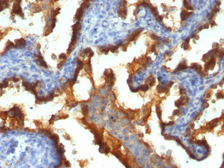 Anti-MUC1 antibody [139H2] used in IHC (Paraffin sections) (IHC-P). GTX34860