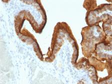 Anti-MUC1 antibody [SPM493] used in IHC (Paraffin sections) (IHC-P). GTX34862