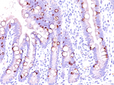Anti-MUC2 antibody [CCP58] used in IHC (Paraffin sections) (IHC-P). GTX34864