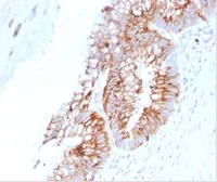Anti-MUC2 antibody [SPM513] used in IHC (Paraffin sections) (IHC-P). GTX34866