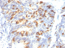 Anti-MUC2 antibody [MLP/842] used in IHC (Paraffin sections) (IHC-P). GTX34867