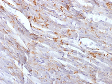 Anti-N-Cadherin antibody [CDH2/1573] used in IHC (Paraffin sections) (IHC-P). GTX34889