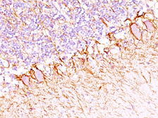 Anti-NF-H antibody [SPM203] used in IHC (Paraffin sections) (IHC-P). GTX34900