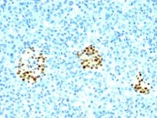 Anti-Nkx2.2 antibody [NX2/294] used in IHC (Paraffin sections) (IHC-P). GTX34908