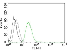 Anti-ODC antibody [ODC1/485] used in Flow cytometry (FACS). GTX34919