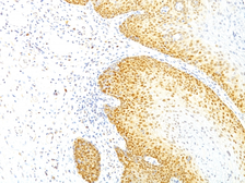 Anti-p27 Kip1 antibody [KIP1/769] used in IHC (Paraffin sections) (IHC-P). GTX34930