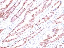Anti-p57 Kip2 antibody [KP10] used in IHC (Paraffin sections) (IHC-P). GTX34939