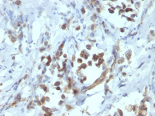 Anti-PAX6 antibody [PAX6/1166] used in IHC (Paraffin sections) (IHC-P). GTX34956