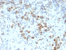 Anti-PAX6 antibody [SPM612] used in IHC (Paraffin sections) (IHC-P). GTX34957