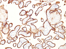 Anti-Placental Alkaline Phosphatase antibody [GM022] used in IHC (Paraffin sections) (IHC-P). GTX34974