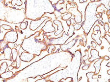 Anti-Placental Alkaline Phosphatase antibody [PL8-F6] used in IHC (Paraffin sections) (IHC-P). GTX34975