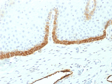 Anti-Podoplanin antibody [PDPN/1433] used in IHC (Paraffin sections) (IHC-P). GTX34976
