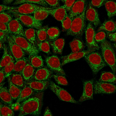 Anti-PODXL antibody [3D3] used in Immunocytochemistry/ Immunofluorescence (ICC/IF). GTX34977